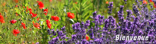 Guide Tourisme Information Location Villages Luberon Provence Villages. Lavandes etcoquelicots du Luberon
