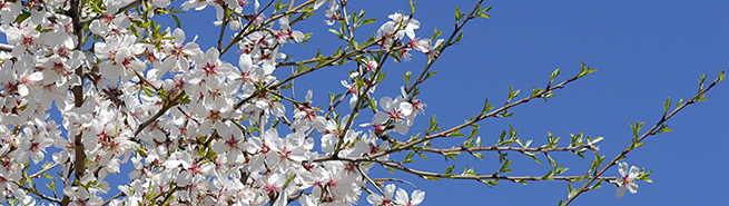 Amandier en fleurs au coeur du Luberon