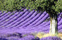 Lavandes du Luberon